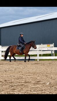 Huzulenstute, 8j, für Anfänger geeignet, Pony, Familienpony, 142