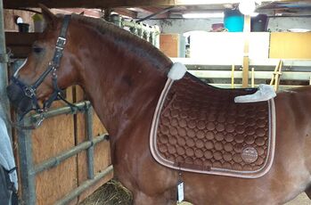 Hv Polo schabracke, Hv polo Dressurschabracke, Miriam, Dressage Pads, Berne