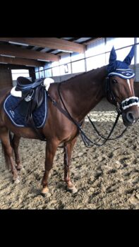 Hv Polo schabracke +Fliegen Ohren, Hv Polo , Florina Breucker , Dressage Pads, Hagen 