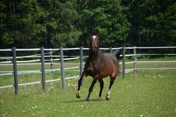 Vergebe Pflege- und evtl. Ausreitbeteiligung für meinen Araber