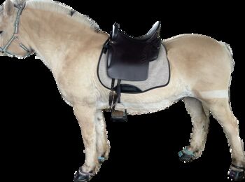 Ibero Classic Plus produziert by Sommer 18“ Barock/Freizeitsattel, Ibero  Classic Plus, Claudia Schenk , Baroque Saddle, Hasselroth 