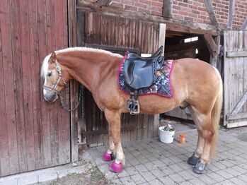 Iberosattel Dressage Andaluz, Iberosattel  Dressage Andaluz , Kerstin Obst , Dressage Saddle, Dortmund