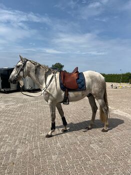 Iberosattel Amazona Dressage Comfort 3000 - Premium Line, Iberosattel Amazona Dressage Comfort 3000, Louise, Barocksattel, schijf