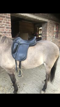 Islandsattel Eques x, Eques X, Nina Engel, Icelandic Saddle, Düsseldorf 