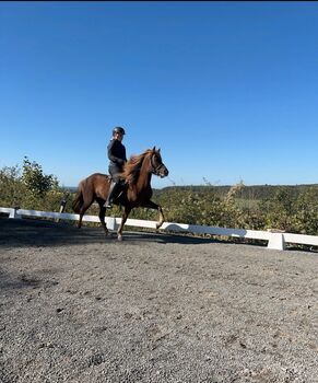 Isländer, Islandpferd, Stute mit gesamten Zubehör