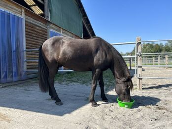 Isländer „Leiknir“ sucht seinen Herzensmenschen!, Melanie Eugster, Horses For Sale, Bischofszell