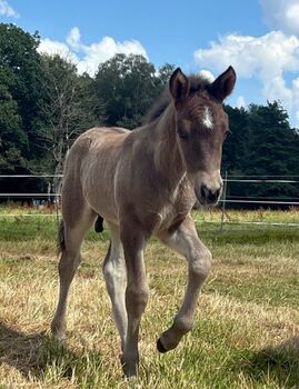 Isländerhengstfohlen, Rappe m. Stern, viel Tölt, ElfenPferde, Horses For Sale, Seesen