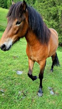 Isländer Wallach 5 Gänge, Stella, Horses For Sale, Kitzbühel 