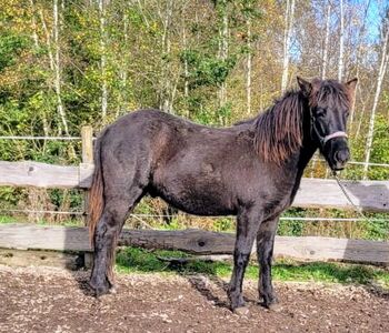 Isländer Wallach Farbwechsler, Martina , Horses For Sale, Franzenheim