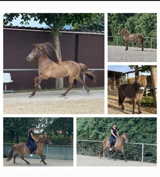 Isländerwallach (Isländer/Islandpferd) sucht seinen Herzensmensch