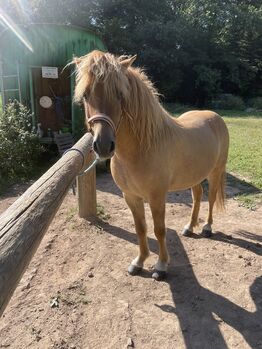 Islandwallach, Claudia Schoch, Horses For Sale, Oberotterbach 