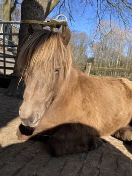 Isländer Wallach, Tina, Horses For Sale, Südlohn