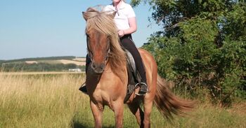 Islandpferd, Romana, Horses For Sale, Schwechat