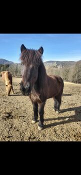 Islandpferd, Kerstin , Horses For Sale, Semriach