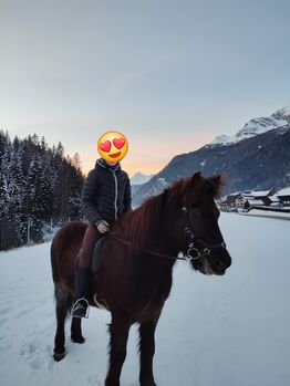 Islandpferd