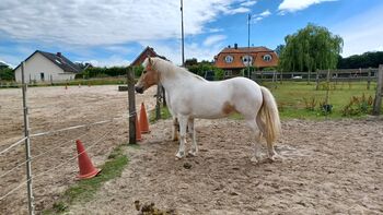Islandpferd, Elke Schuhmann , Horses For Sale, Winsen Luhe