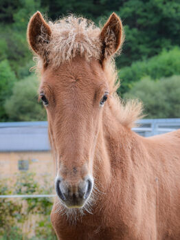Islandpferd Hengst Jährling, Tanja Hoffmann , Horses For Sale, Netphen