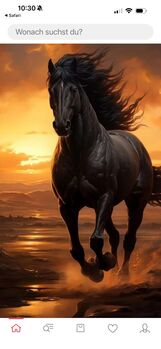 Islandpferd gesucht, Daniela , Horses For Sale, Osterholz-Scharmbeck