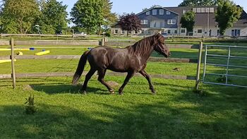 Isländer, Islandpferd mit viel Tölt