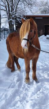 Isländer Islandpferd Stute, Bidner Lisa, Horses For Sale, Cadolzburg 