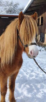 Isländer Islandpferd Stute