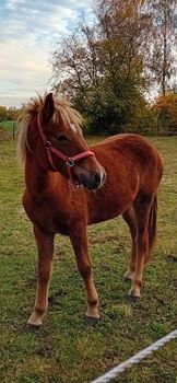 Isländer Stute, Weber, Horses For Sale, Lachendorf 