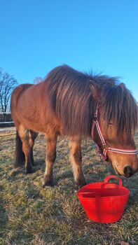 Islandstute. Hübsche 5-Gang Stute, Top-Abstammung, gute Gänge