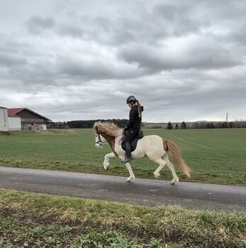 Islandstute mit potenzial