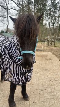 Islandpony, Ulrike Hohnholt, Horses For Sale, Dötlingen