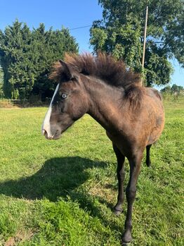 Isländer Hengst 7 Monate