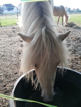 Isländer, Hengst, Islandpferd, Bettina Müller , Horses For Sale, Salzhemmendorf 