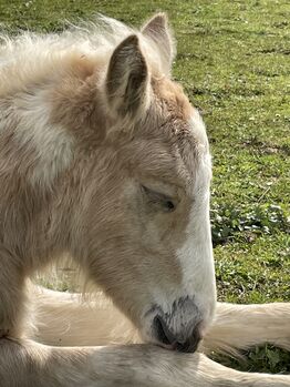 Irish Cob Stutfohlen