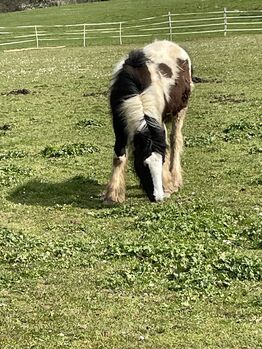 Irisch Cob Stutfohlen