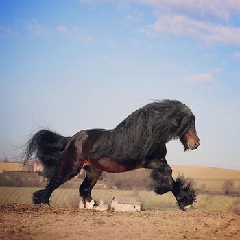 Irish Cob Hengst, Hoffer, Horses For Sale, Klosterneuburg