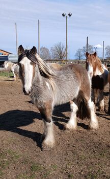 Irish Cob Tinker Wallach Buckskin 3 Jahre, S. S., Horses For Sale, Wittstock 