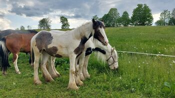 Irish Tinker, Andrea Uckermann, Horses For Sale, Reichenfels