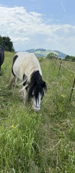 Irish cob, Gloria, Horses For Sale, St.veit/ gölsen 