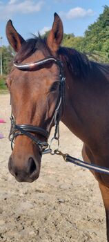 Irische Stute, Manuela Kötter , Horses For Sale, Jever