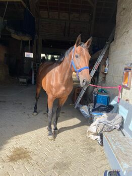 Irish-Sport Horse Stute, Nadine , Horses For Sale, Bad Wünnenberg