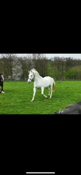 Irish Sport Horse Stute, Kuni, Horses For Sale, Remscheid
