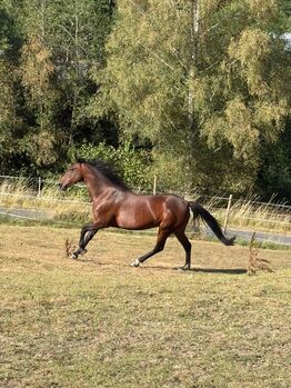 Irish Sport Horse Stute mit Goldcharakter – 10 J. – Allrounderin