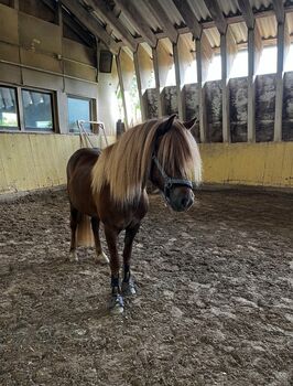 Isländer, Islandpferd, Stute mit gesamten Zubehör, Daria Reichert, Horses For Sale, Beckingen