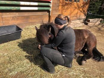 Islandpferd, Romana, Horses For Sale, Schwechat