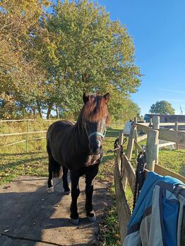 Isländer, Islandpferd mit viel Tölt, Sandfuchs, Horses For Sale, Hörup