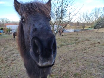 Isländer Beistellpferd, Birgit Henkel , Horses For Sale, Rangsdorf 