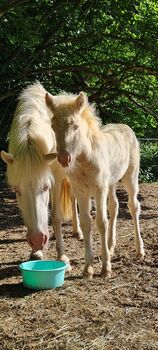 Island hengst Absetzer CrCr 5/22, Kunz, Horses For Sale, Haiger