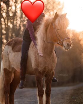 Isländer Stute 5 gängig 9 Jahre top ausgebildet, Ballerina , Horses For Sale, Baunatal 