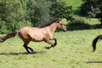 Islandstute Braunfalbe, Annika, Horses For Sale, Fürth