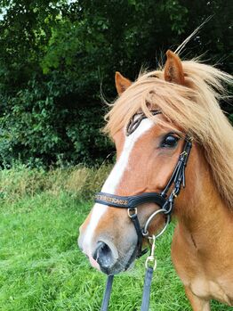 Islandpferd Stute Isländer Skrauta von Limmerberg, Melanie Köpernick , Horses For Sale, Sehestedt
