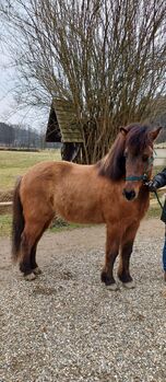 Isländerwallach Braunfalbe, Andreas L., Horses For Sale, Tillmitsch Rechts der Laßnitz